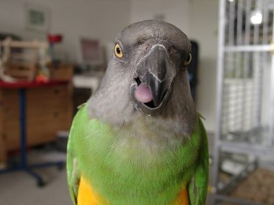 pappagallo.jpg